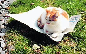A wise cat reading Bibliophile!\\n\\n10/02/2011 12:32