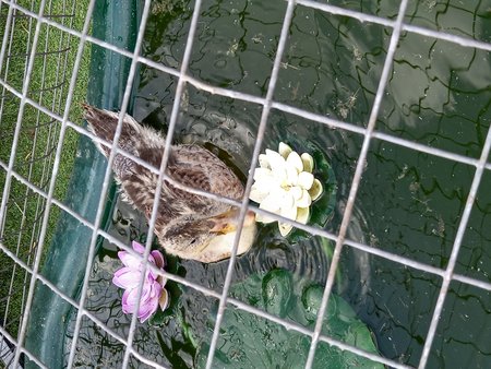 This is Daphne the Duck, She was rescued by Vicky when she went out for a walk. Daphne was found in a white storage box on wall with a note attached saying Take me\\n\\n05/07/2021 10:25