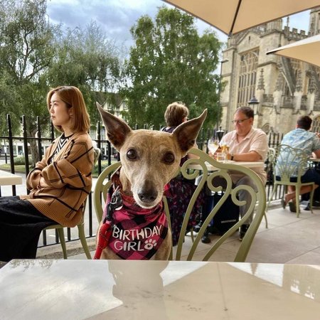 Born August 2012, our Annie's whippet Lottie celebrates her 10th birthday in style in Bath!\\n\\n31/08/2022 16:18