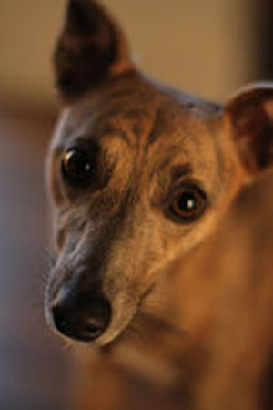 Lucky Lottie, our editor Annie's brindle Whippet.\\n\\n10/07/2014 11:44