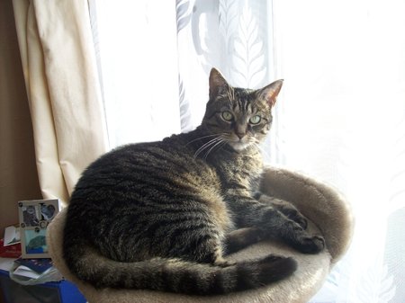 Pebbles Turner is a Silver Tabby and is coming up to 12 years old on the 25th July. Pebbles is an indoor cat now due to her medical condition. She gets under our bed covers if wants cuddles. Chrissie\\n\\n27/08/2019 10:49