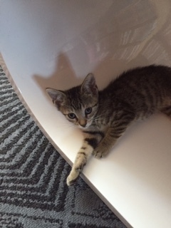 Our cataloguer Debbie's new kitten, Tiger!\\n\\n20/06/2019 15:38