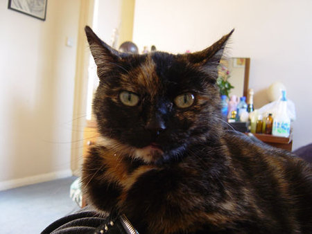 Nobby the famous Bibliophile cat was 20 years old when she passed away, Sept 2011\\n\\n10/02/2011 12:32