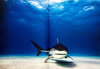 SHARKS: Face-to-Face with the Ocean's Endangered Predator