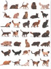 ULTIMATE ENCYCLOPEDIA OF CATS: Breeds and Care