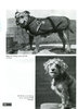 ANIMALS IN THE GREAT WAR: Rare Photographs