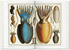 SEBA: Cabinet of Natural Curiosities 1734-1765