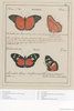 ICONOTYPES: A Compendium of Butterflies & Moths