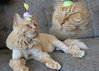 TINY HATS ON CATS: Because Every Cat Deserves to Feel Fancy