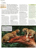 ANIMAL: The Definitive Visual Guide New Edition