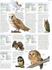ANIMAL: The Definitive Visual Guide New Edition