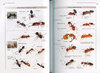 ANTS OF BRITAIN AND EUROPE: A Photographic Guide