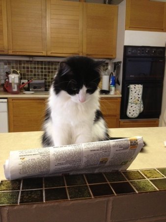 I just thought I'd share this photo of Jasper reading your latest catalogue. We have long enjoyed books from Bibliophile but apparently we have a new enthusiast in the family.\\n\\n10/04/2013 08:35